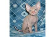 Gorgeous little Prince and princess Sphynx is ready for RESERVATION