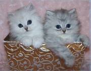 CUTE lovely Persian Kittens for lovely homes