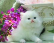 Lovely Persian Kitten for Sale