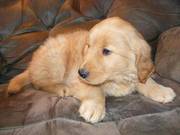 cute Golden Retriever puppy for adoption