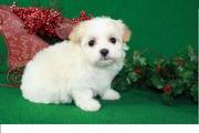 Havanese puppy for loving homes