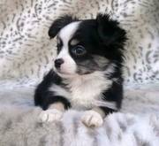 sweet adorable chihuahua puppy for happy homes