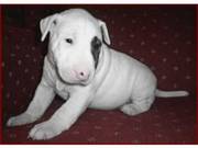 cute and clean Bull Terriers puppies ready for pet lovers home