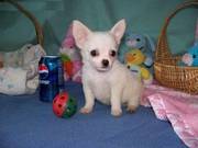 Tiny Chihuahua Puppy for Rehoming