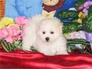 good looking Bichon Frise Puppies for Sale
