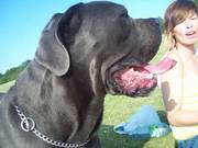** stunning blue cane corso for STUD**