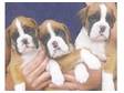 Boxer Puppies Stunning red and white,  fantastic....