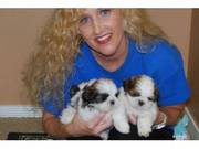 Shih Tzu Puppies for good homes with great X-Mas environment