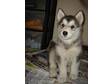 WE HAVE 6 chunky pure bred alaskan malamute pups for new....