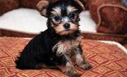 Beautiful ChristMas Gift Yorkshire Terrier(teacup) puppies