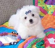 Lovely X-MAS Maltese Pupies For Sale