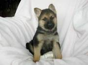 German Shepherd Puppies for alovely home