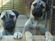 1 red and 1 sable bulmastiff they are 16months old very