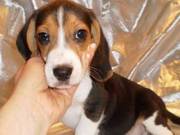 Lovely Tri-color,  AKC registered,  beagle puppies