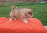 Alaskan Malamute Puppy for Sale