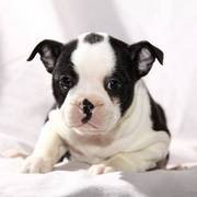 Cute and full of fun boston terrier puppies