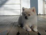 Pomeranian puppies for a new homes