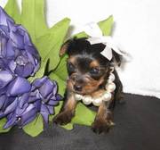 Sensitive gorgeous yorkshire terrier babies for rehoming