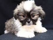 good looking Lhasa Apso puppies for a lovely home