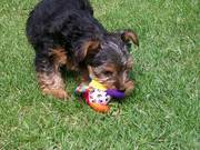 Pretty X-mass Yorkie Girl Tina puppy for a new homes
