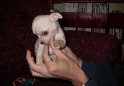 Lovely Chihuahua Puppies For Loving And Caring Homes