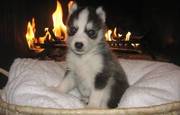 Blue Eyed Siberian Husky Puppies For Home Rehoming