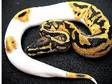 FEMALE PIEBALD Python For Sale,  Pet,  Snakes,  female ball....