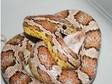 Corn Snake for Sale Urgent Sale Required (£30). Earlier....