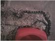 female anery corn snake 4months old with set up