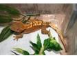 Crested gecko (herts,  london) crestie harlequin....