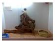 2 bearded dragons and full setup. im selling my 2....