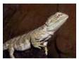 Bearded Dragon (Dwarf) & Fully Kitted Tank for Sale. We....