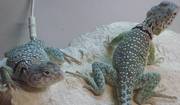 Captive bred eastern Collared lizards (2) For Sale