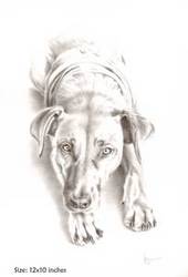 Art;  Commission a pet portrait & i give 20% to charity of your choice